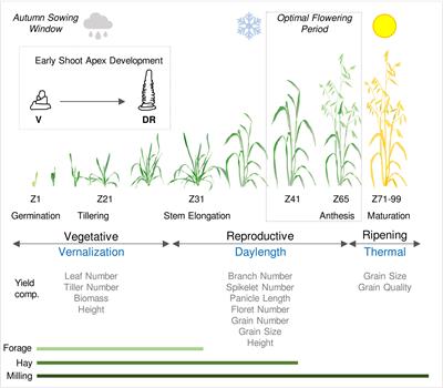 Advancing understanding of oat phenology for crop adaptation